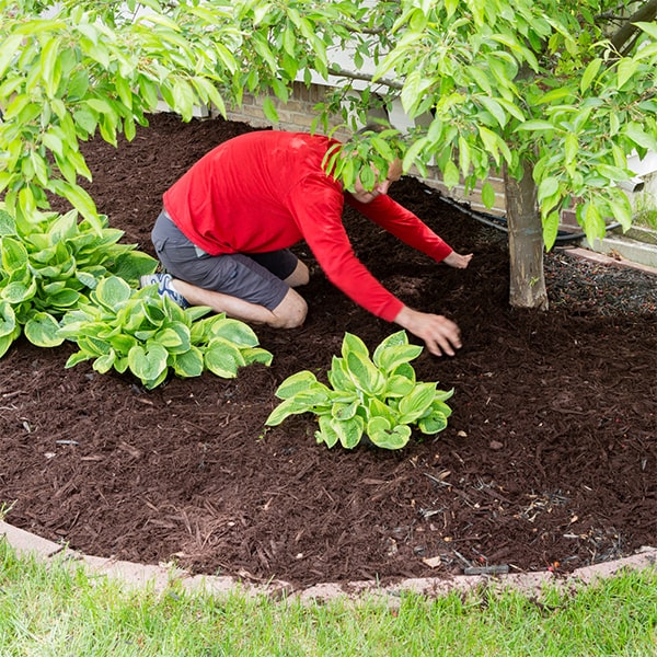 mulch installation should typically be done once a year to maintain its effectiveness